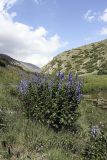 Aconitum talassicum. Цветущее растение. Южный Казахстан, Таласский Алатау.