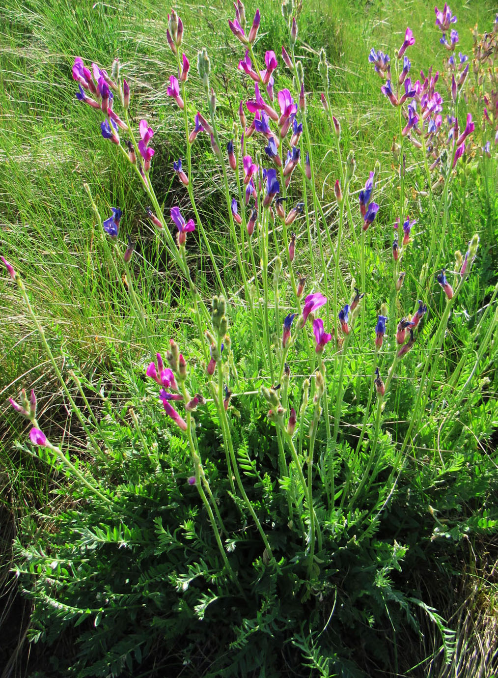 Изображение особи Oxytropis songarica.