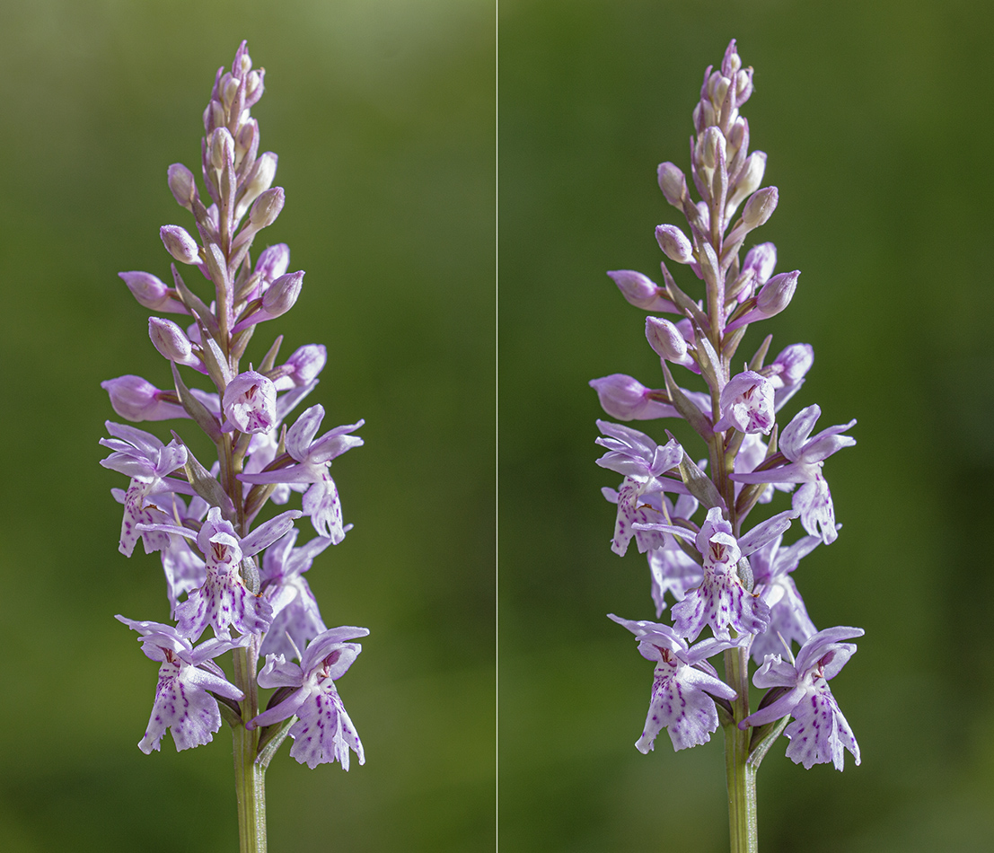 Image of Dactylorhiza fuchsii specimen.