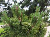 Pinus mugo