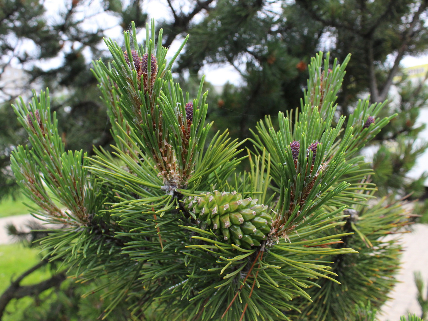 Image of Pinus mugo specimen.