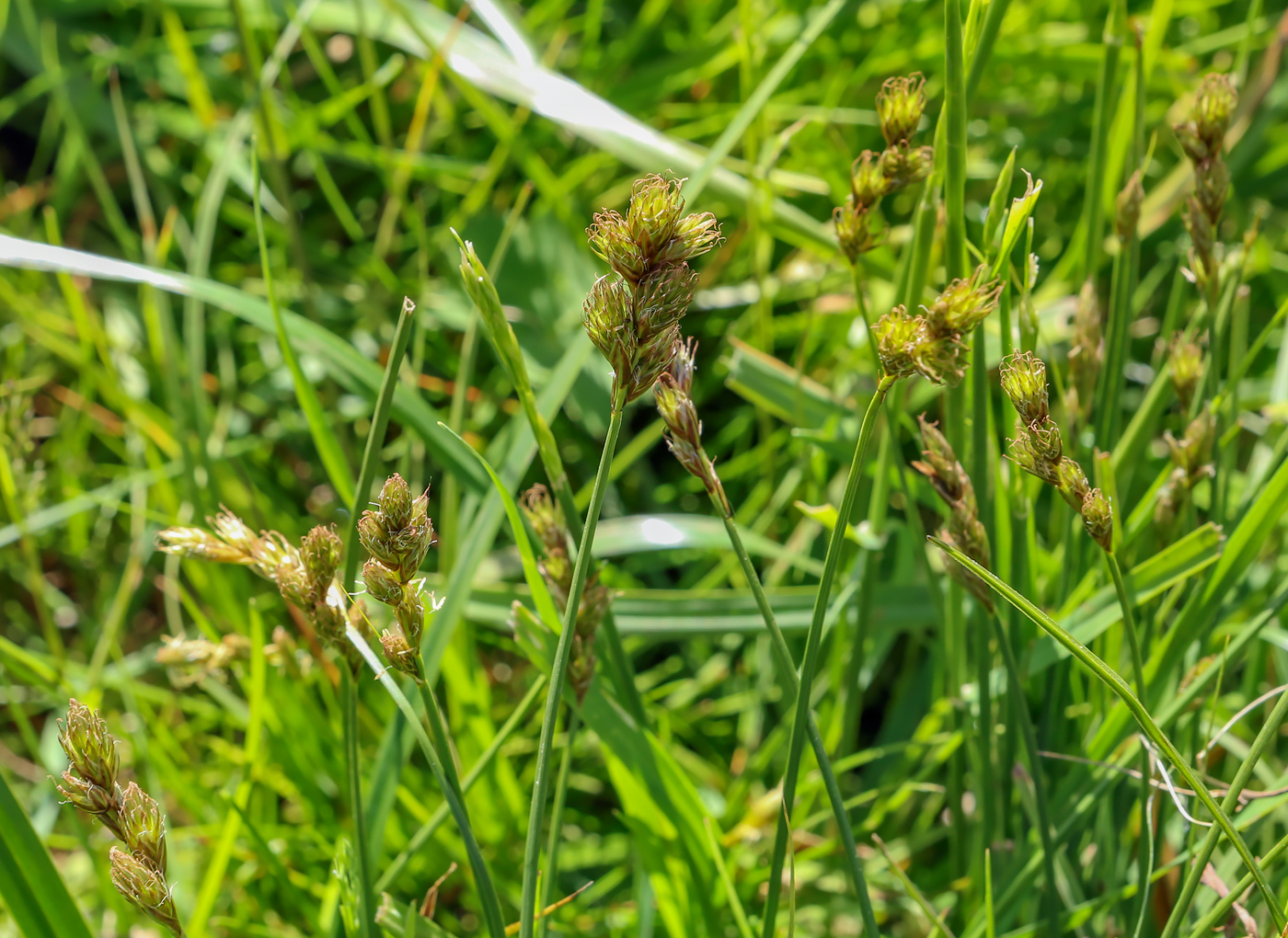 Изображение особи Carex leporina.