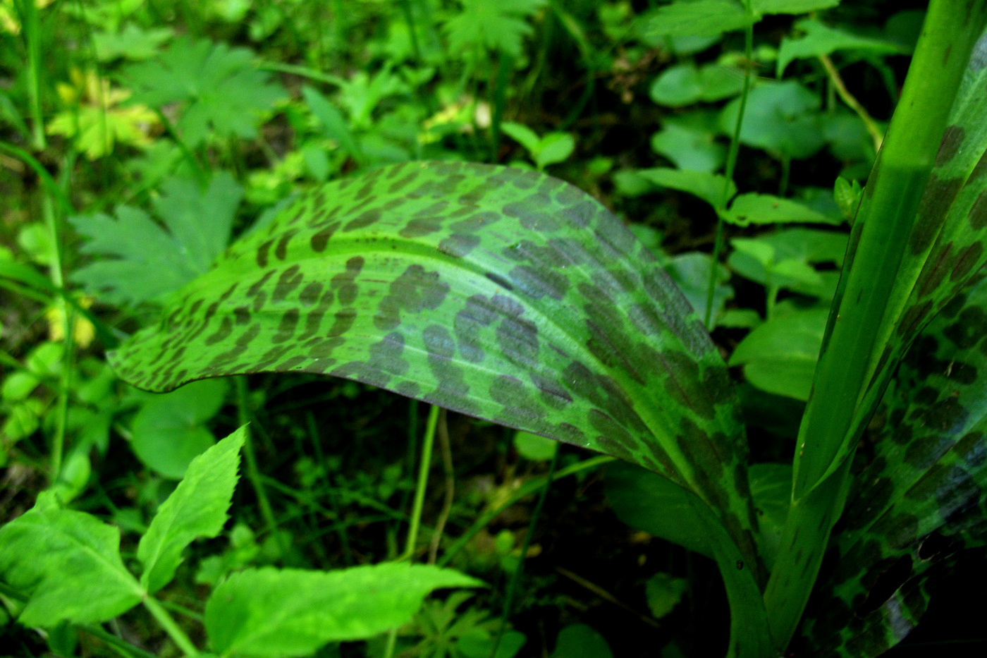 Image of Dactylorhiza fuchsii specimen.