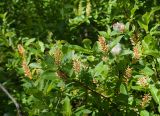 Salix hastata