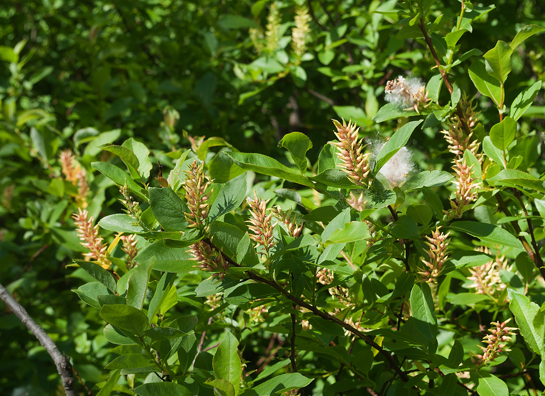 Изображение особи Salix hastata.