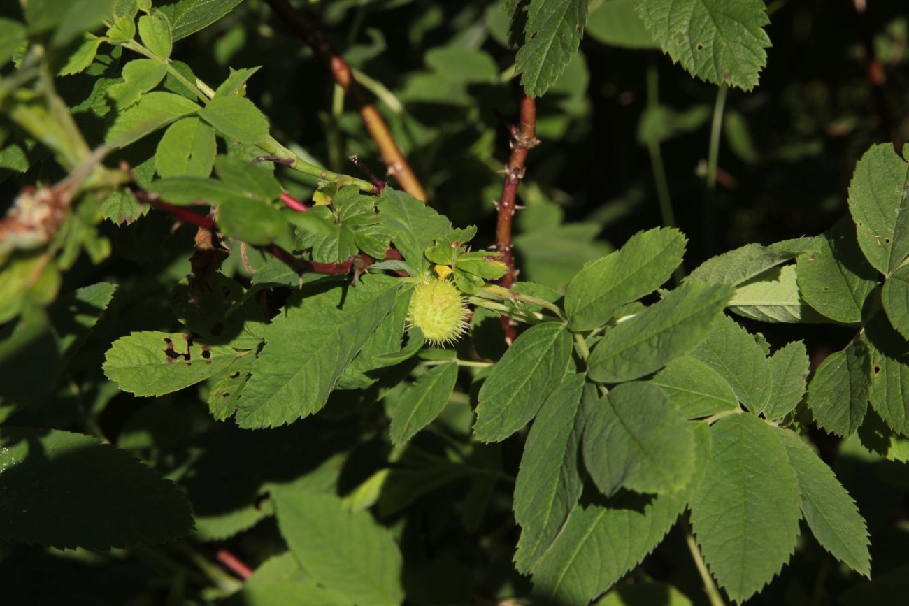 Image of Rosa cinnamomea specimen.