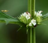 Image of taxon representative. Author is Владимир Иванов