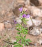 Cleome rubella