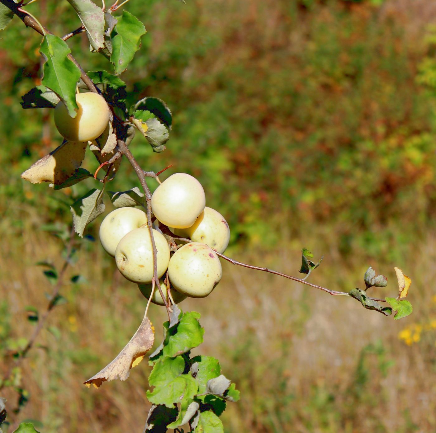 Изображение особи Malus domestica.