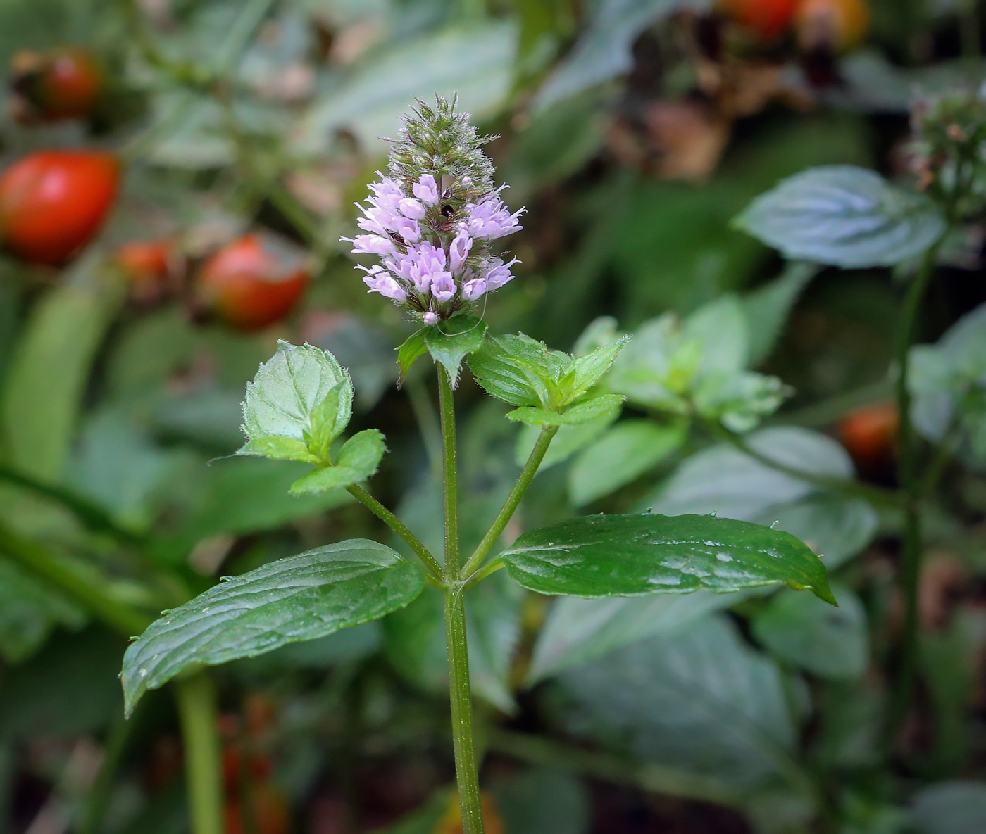 Image of Mentha &times; piperita specimen.