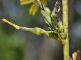 Lactuca raddeana