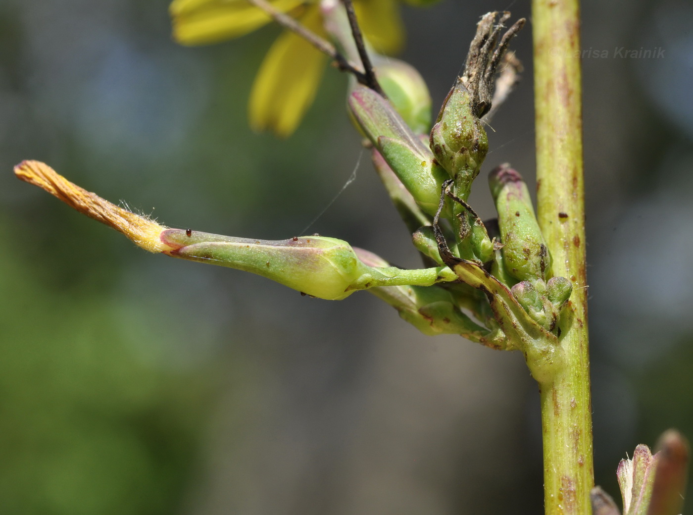 Image of Lactuca raddeana specimen.