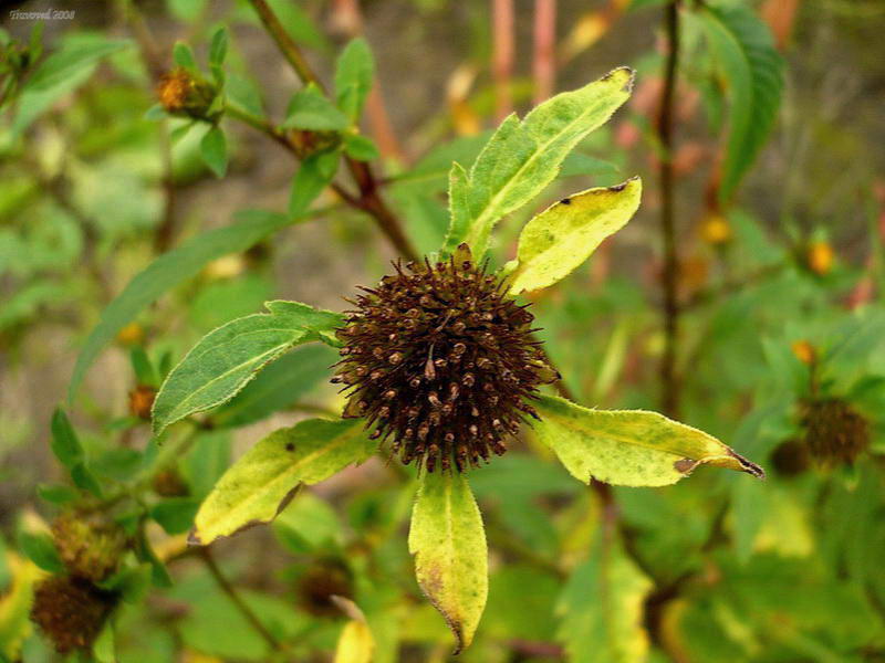 Image of Bidens tripartita specimen.