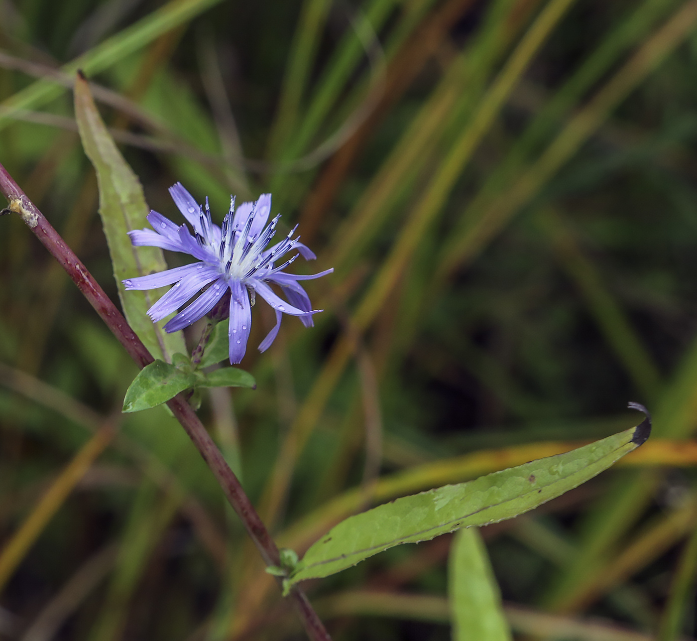 Image of Lactuca tatarica specimen.