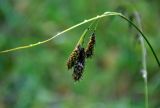 Carex caucasica