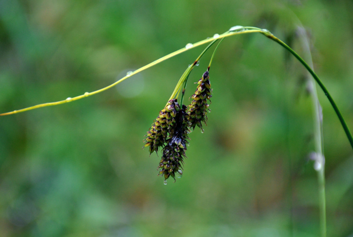 Изображение особи Carex caucasica.