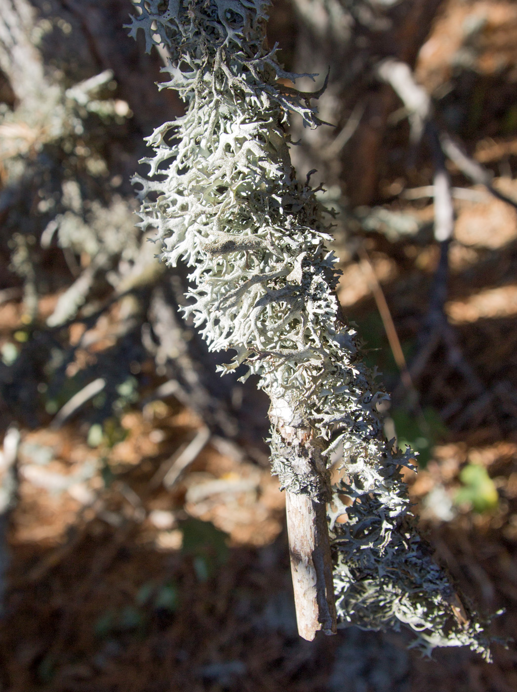 Image of Pseudevernia furfuracea specimen.