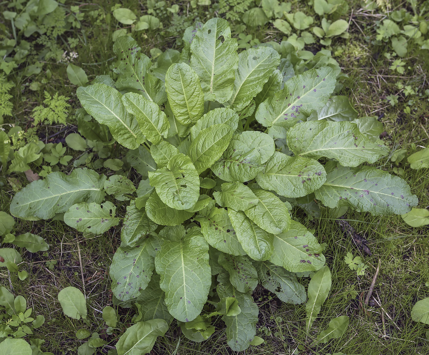 Image of Rumex obtusifolius specimen.