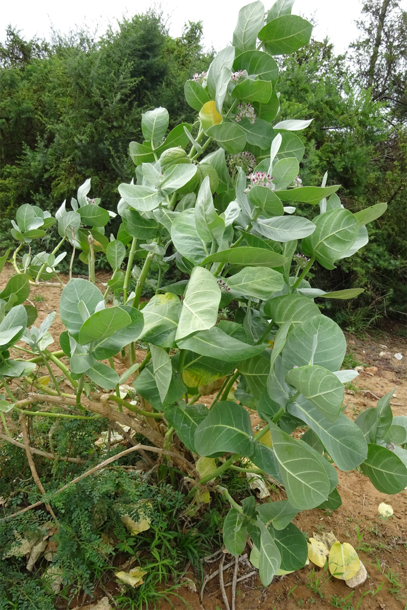 Image of Calotropis procera specimen.