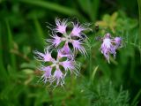 Dianthus superbus. Цветки. Иркутская обл., Иркутский р-н, ур. Падь Еловая, смешанный лес. 20.07.2020.