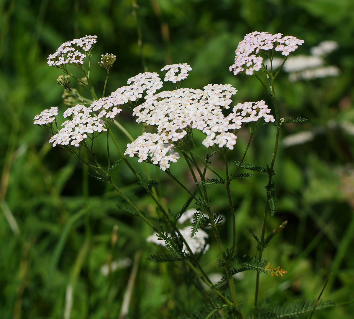 Image of Achillea millefolium specimen.