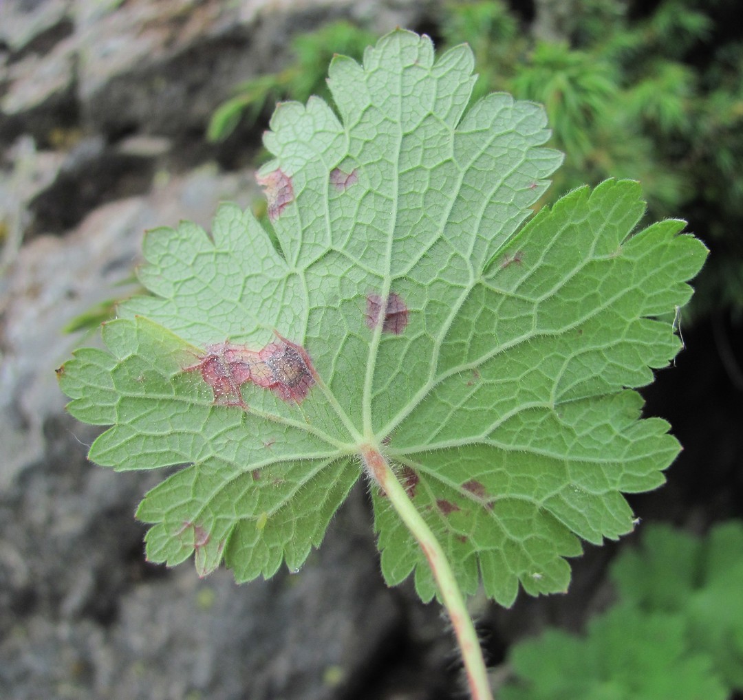 Image of Geranium platypetalum specimen.