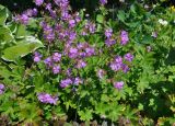 Geranium macrorrhizum. Верхушки цветущих растений (слева видны верхушки листьев Hosta albomarginata). Московская обл., г. Железнодорожный, в культуре. 26.06.2020.