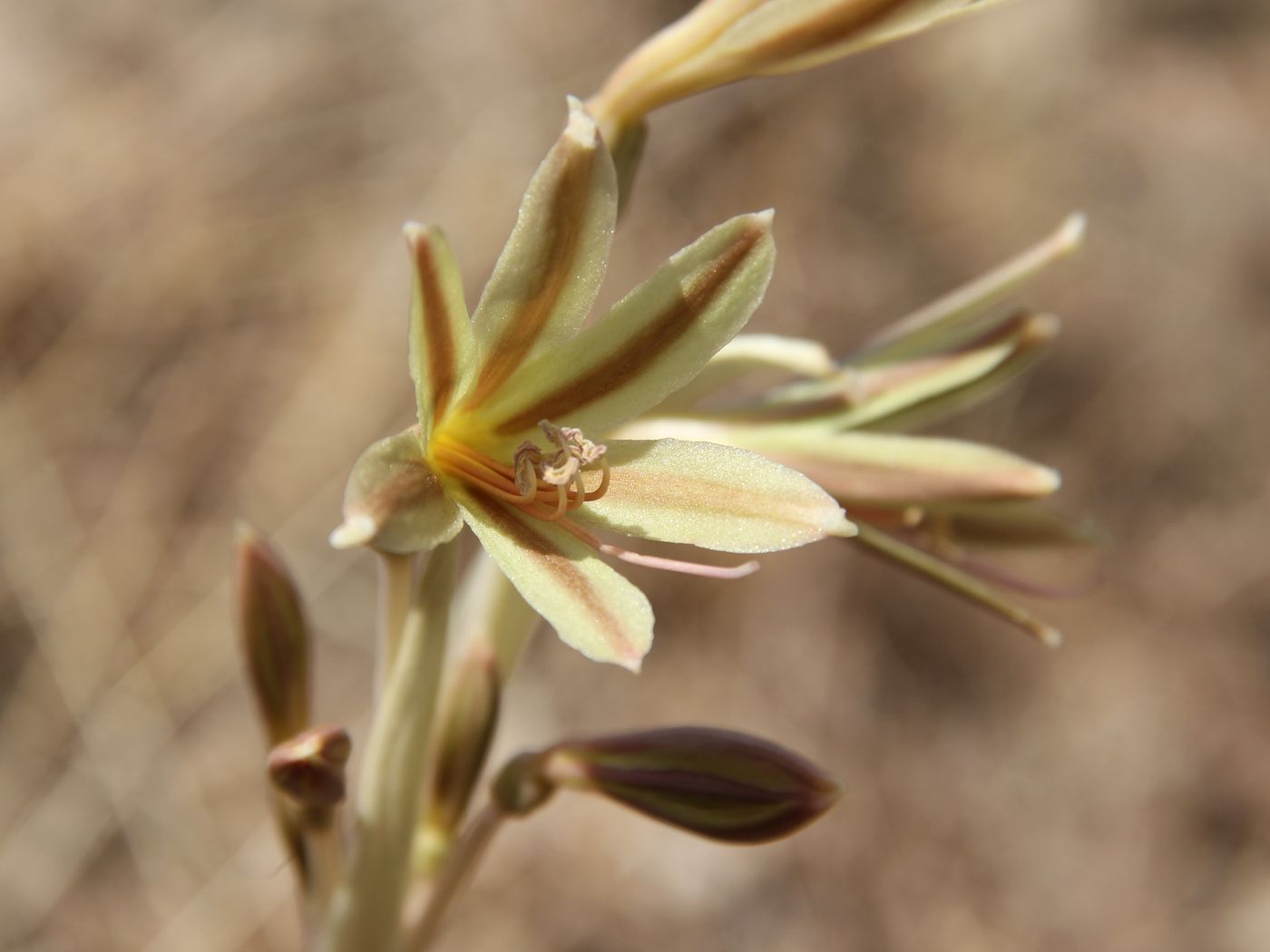 Изображение особи Ungernia oligostroma.