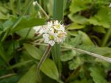 genus Micranthes