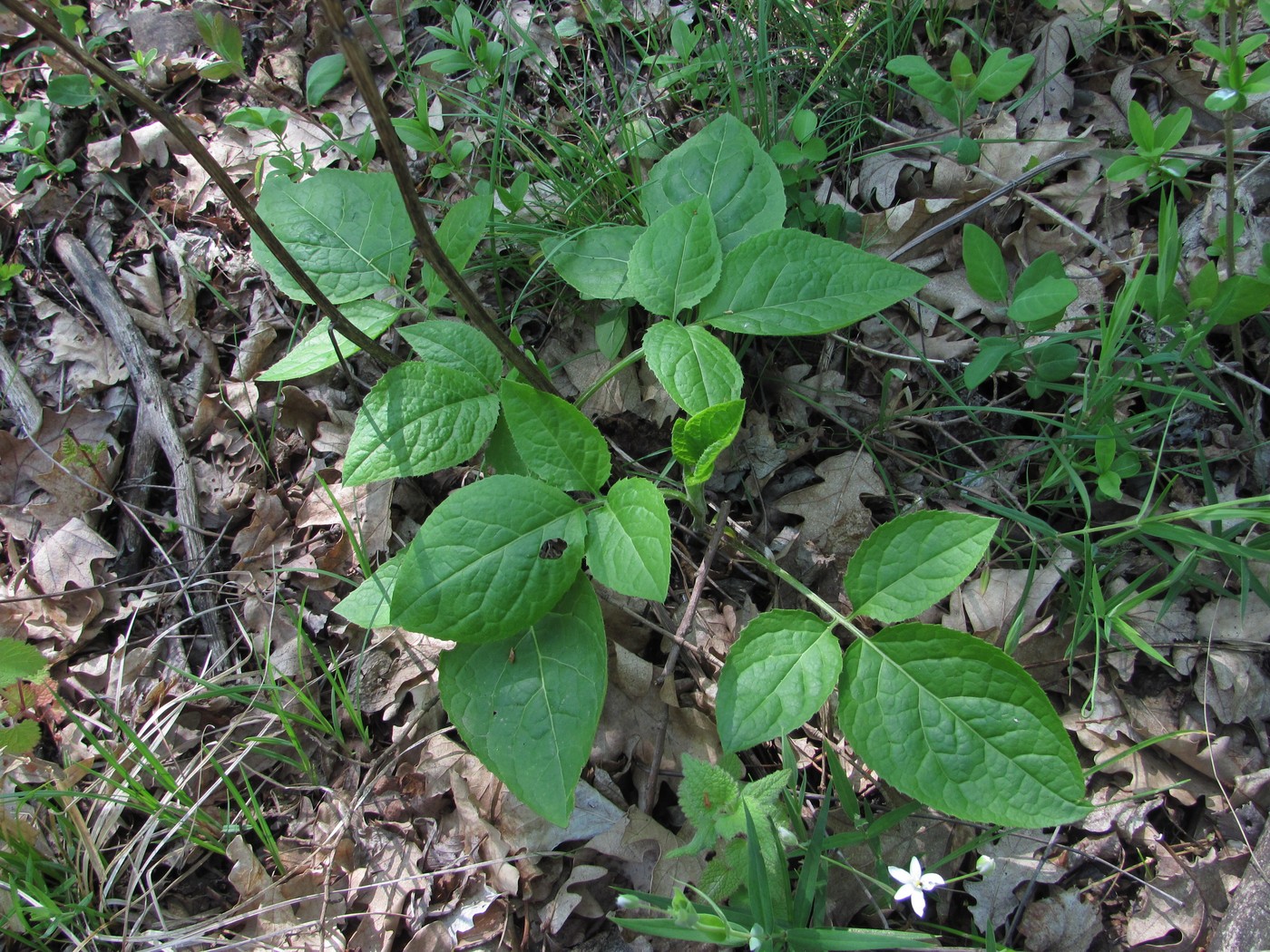 Image of Klasea quinquefolia specimen.