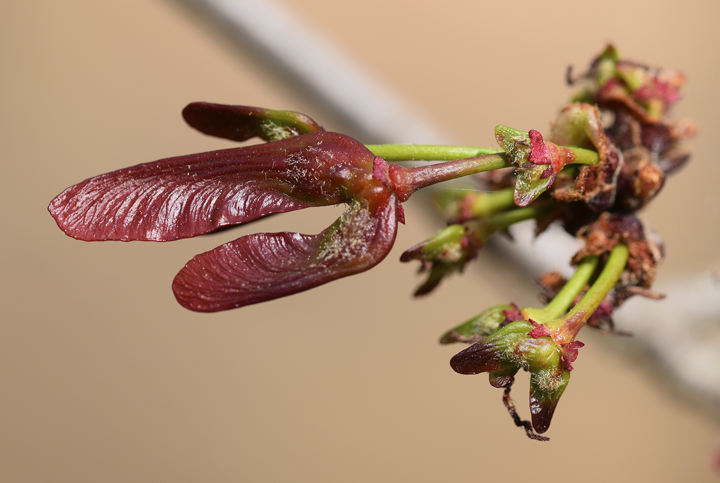 Image of Acer × freemanii specimen.