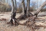 Alnus glutinosa. Нижние части стволов старых деревьев с корнями, обнажившимися в результате вымывания песка волнами. Санкт-Петербург, Кронштадтский р-н; о-в Котлин, побережье Финского зал. к западу от форта \"Шанец\", каменисто-песчаный береговой вал. 03.04.2021.