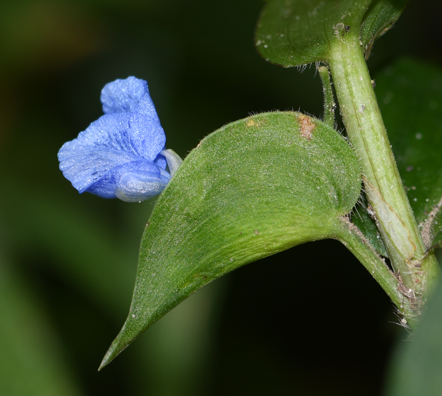 Изображение особи Commelina tuberosa.