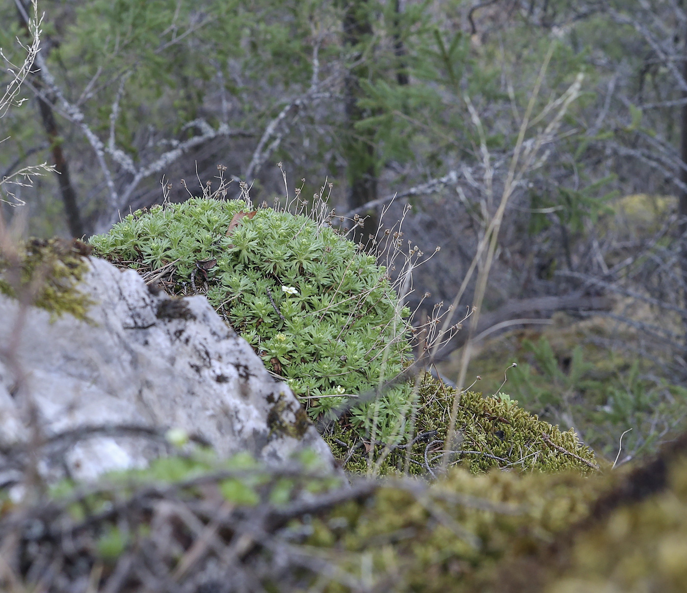 Image of Saxifraga cespitosa specimen.