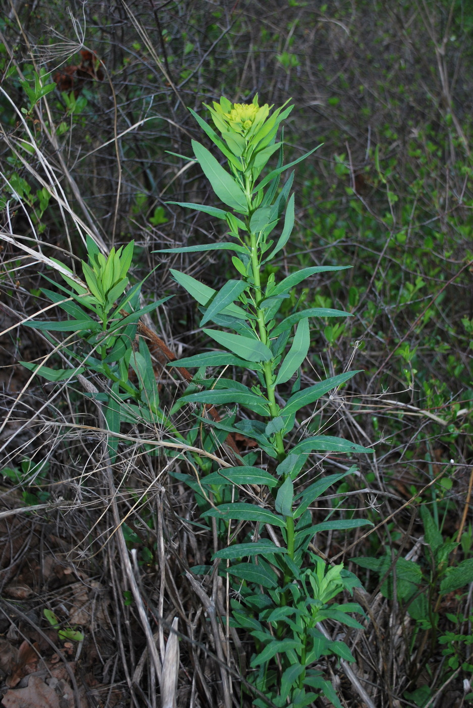 Изображение особи род Euphorbia.