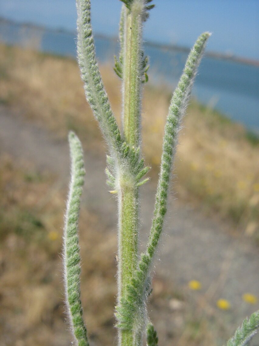 Image of Achillea coarctata specimen.