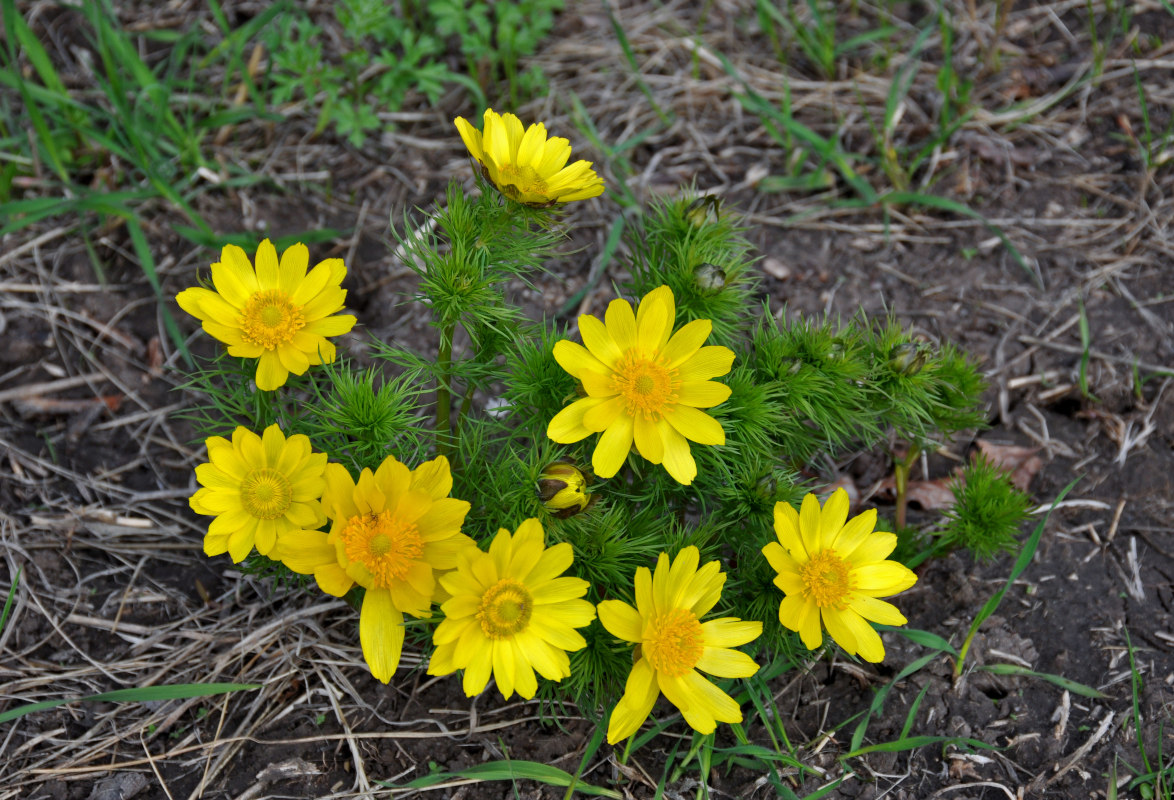 Изображение особи Adonis vernalis.