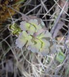 Thalictrum minus