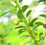 Ilex crenata
