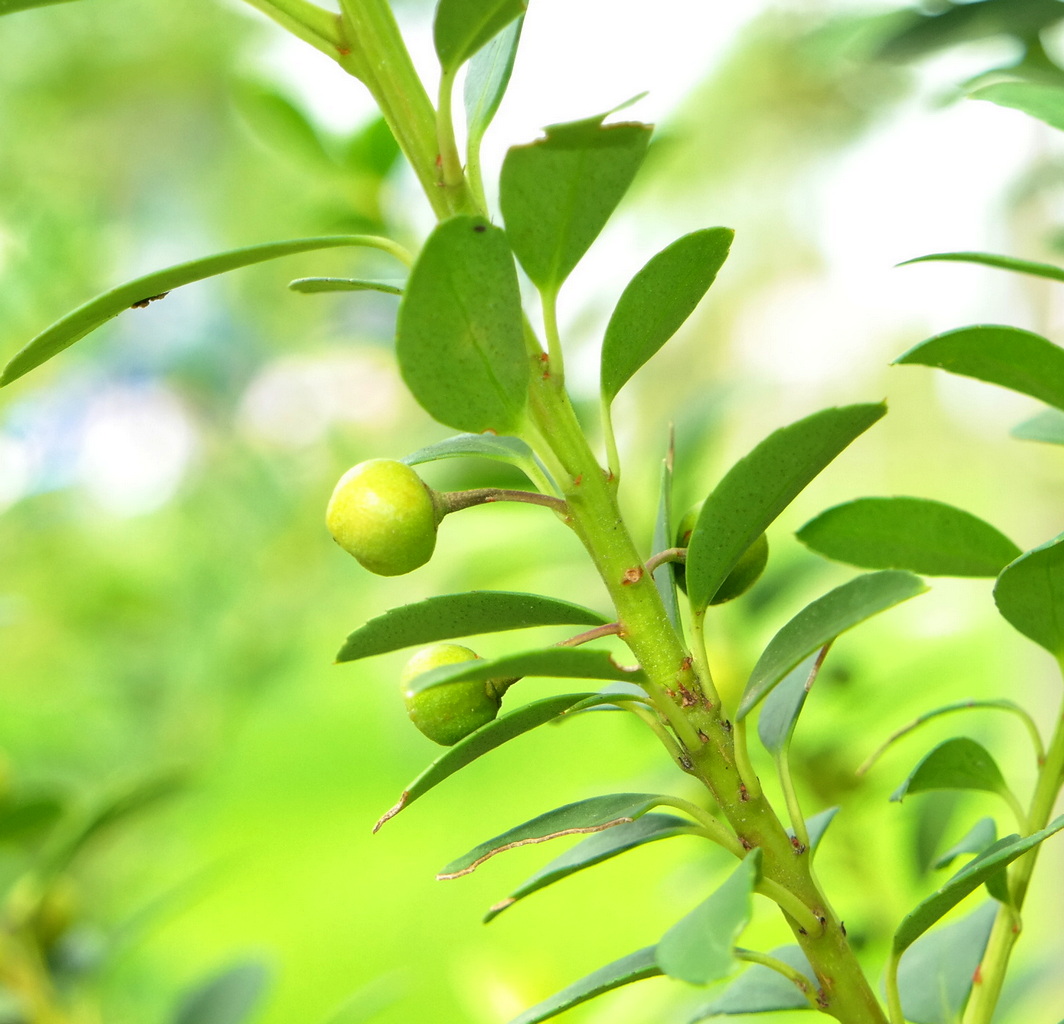 Image of Ilex crenata specimen.