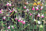 Salvia microphylla