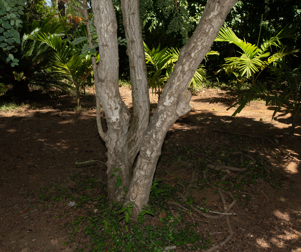 Image of genus Phyllanthus specimen.