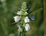 Bellardia trixago