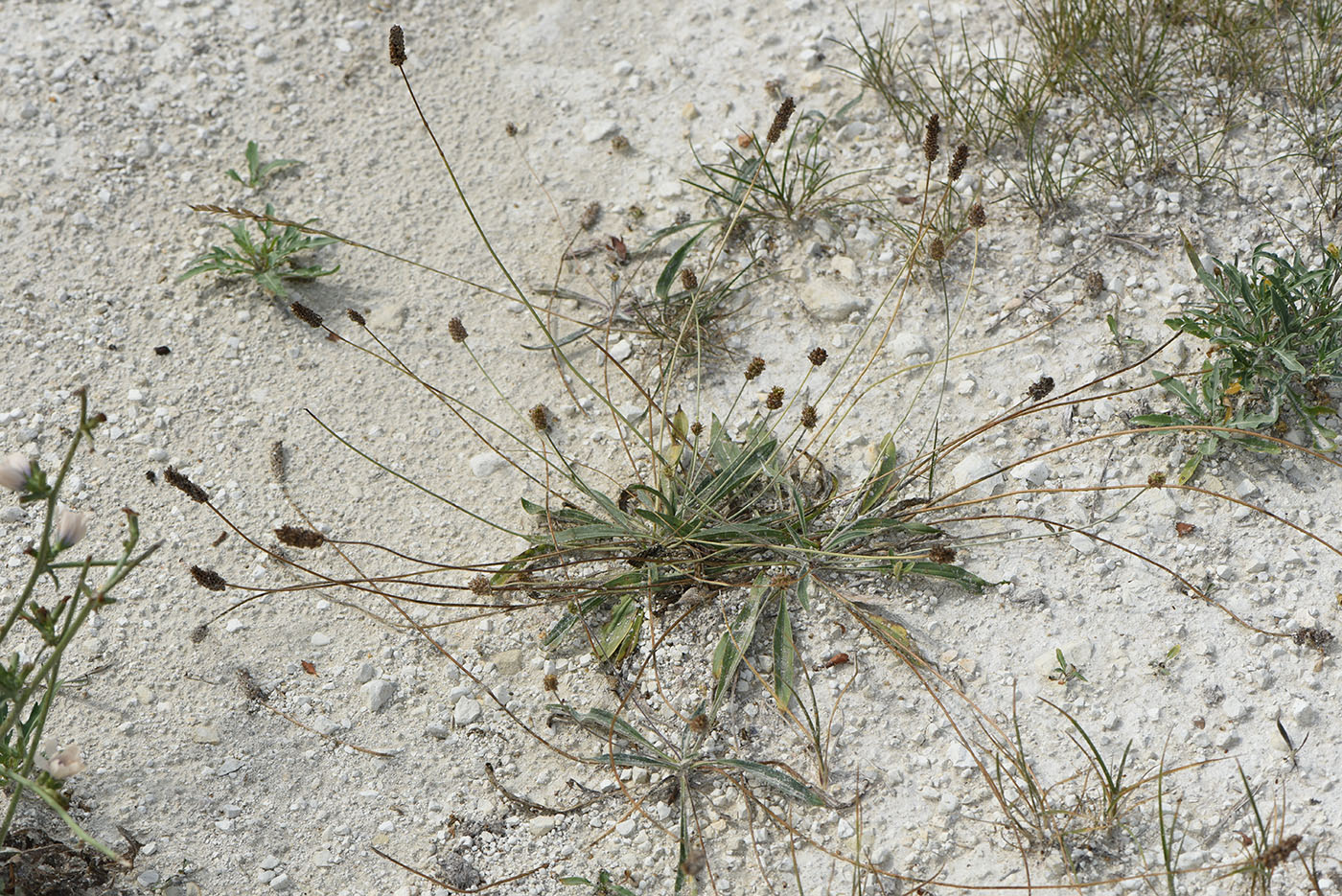 Изображение особи Plantago lanceolata.