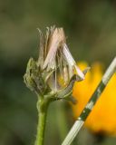 Picris hieracioides. Соплодие с незрелыми семянками. Краснодарский край, Крымский р-н, окр. хут. Гапоновский, ур. Николаевское, разнотравный луг. 18.09.2021.