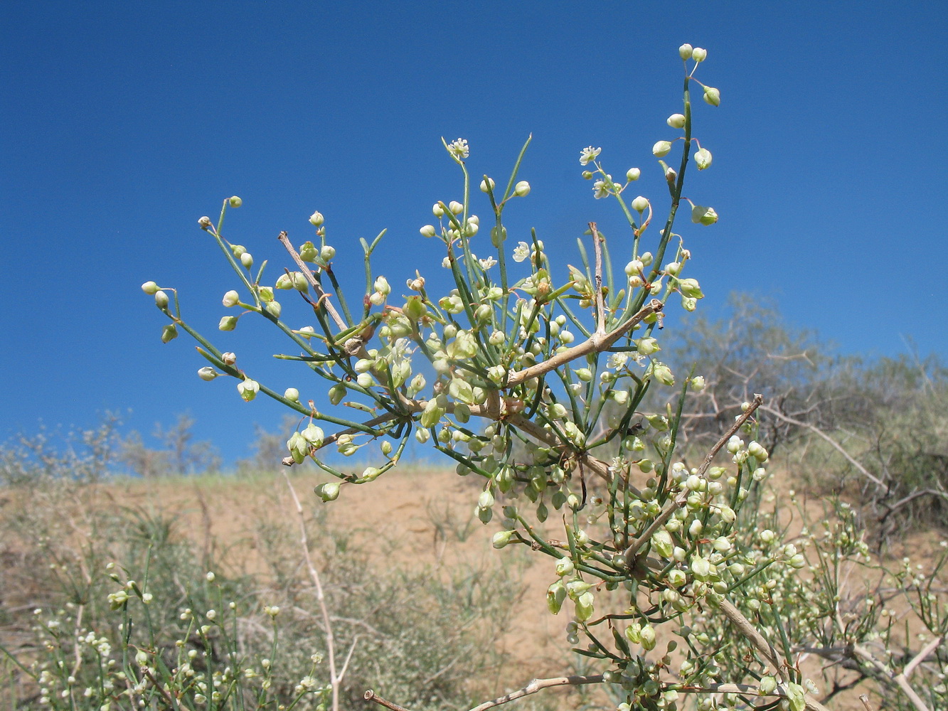 Image of Calligonum aphyllum specimen.