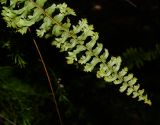 Nephrolepis exaltata