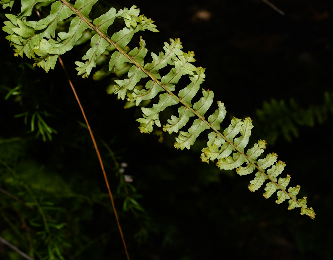 Image of Nephrolepis exaltata specimen.