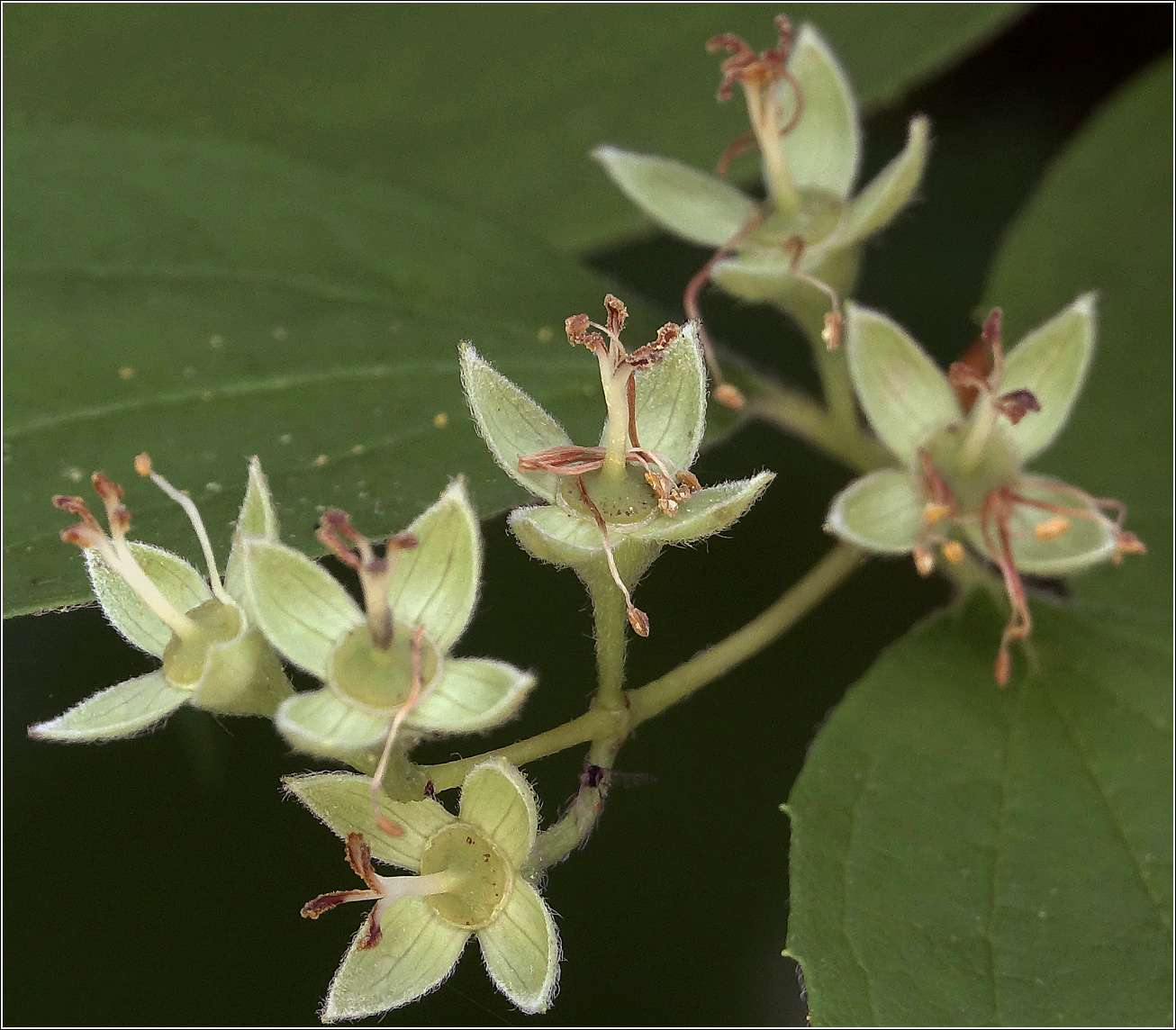 Изображение особи Philadelphus pubescens.