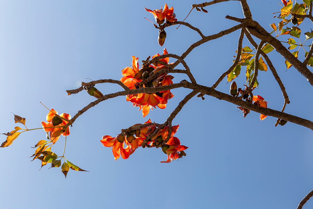 Изображение особи Bombax ceiba.